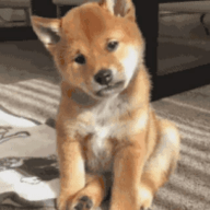 京东助手dy小赤老 15.2.90 安卓版