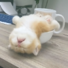 奶瓶视频