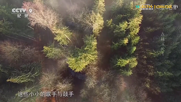 大强影视单线路版截图