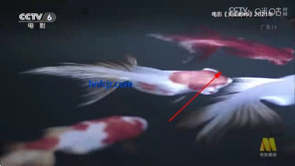 光辉直播tv最新版